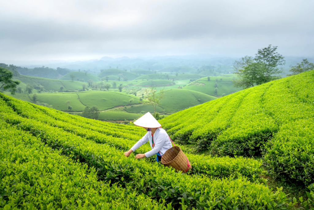 tea harvesting